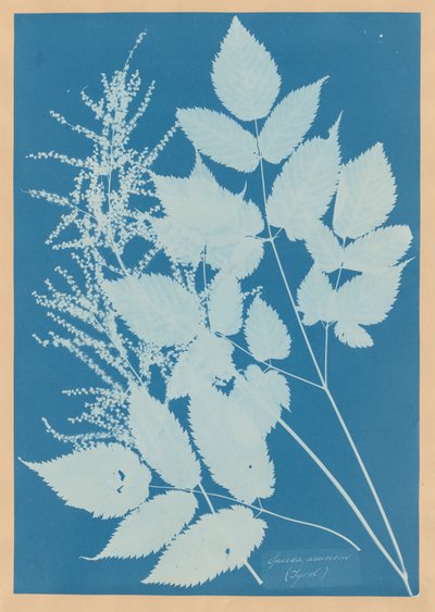 - Anna Atkins