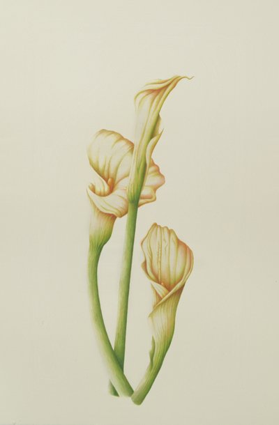 Arum Lily, 2001 - Annabel Barrett