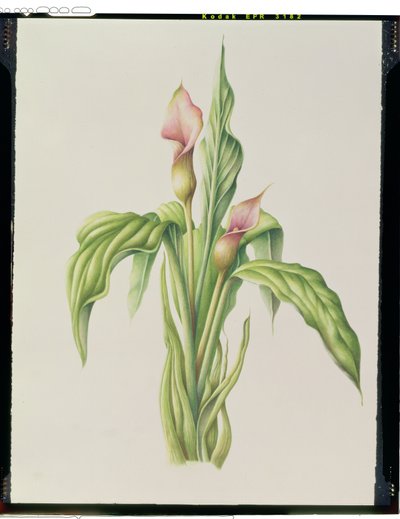 Carla Lily, 2000 - Annabel Barrett