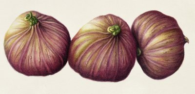Figues, 2001 - Annabel Barrett