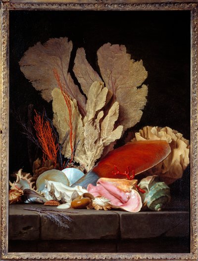 Nature morte avec coquillages - Anne Vallayer Coster