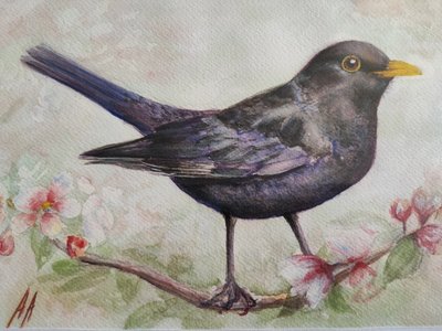 Merle et fleurs de cerisier - Annette Armitage