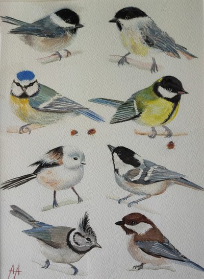 Charmantes mésanges du jardin - Annette Armitage