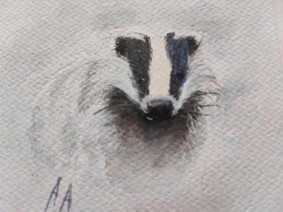 Le regard du blaireau gris - Annette Armitage