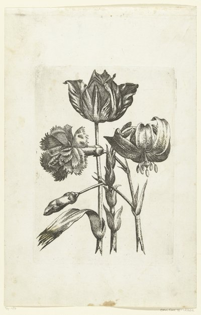 Œillet, tulipe et lys - Anonymous