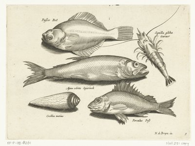 Plie, crevette, éperlan et perche (Libelivs varia Genera piscium complectens) - Anonymous