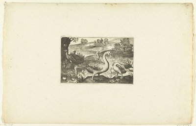 Oies et canards près d