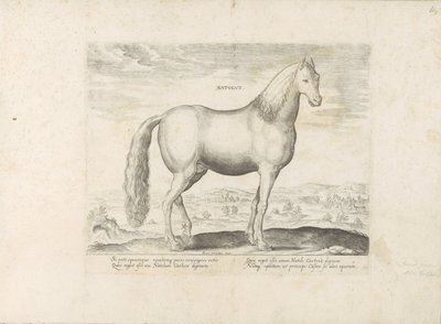 Étalon d