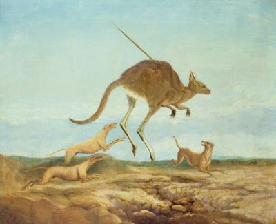 Chasse au kangourou - Anonymous
