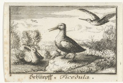 Paysage avec trois bécassines, Schneff, Ficedula. (titre sur l