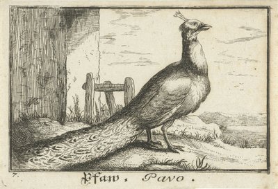 Paysage avec paon - Anonymous