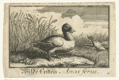 Paysage avec canard sauvage - Anonymous