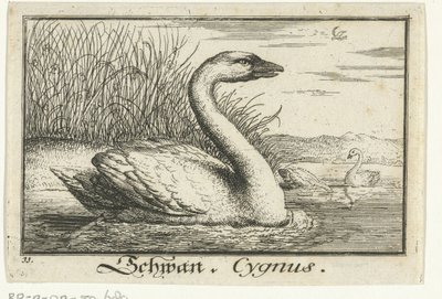 Paysage avec cygne - Anonymous