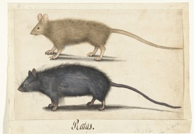 Souris et rat - Anonymous