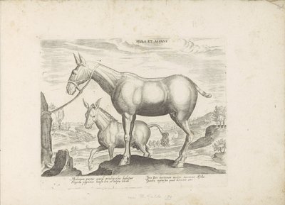 Mulet et âne - Anonymous