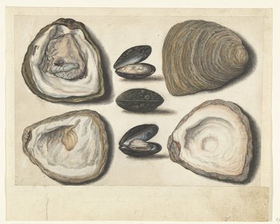 Huîtres et moules (album Lombard) - Anonymous