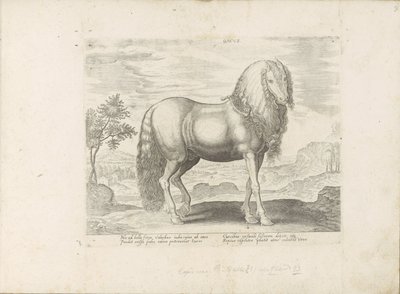 Cheval de Roumanie (Dacus) - Anonymous