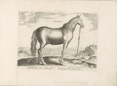 Cheval de Thessalie - Anonymous
