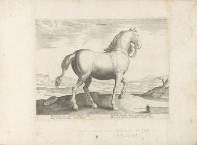Cheval de Flandre (série: Races de chevaux des écuries royales de Don Juan d