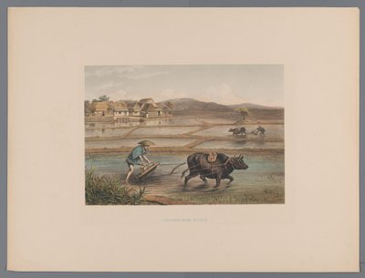 Paysans labourant des rizières japonaises (Souvenir du Japon vues d