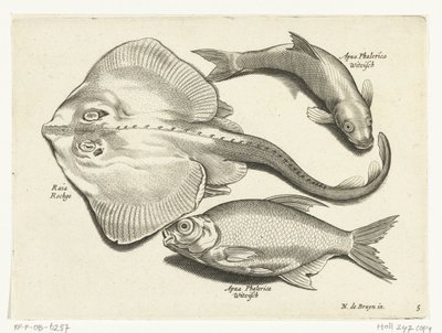Raie, brème et poisson blanc (Libelivs varia Genera piscium complectens) - Anonymous
