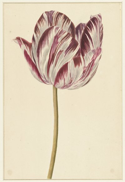 Tulipe rouge et blanche - Anonymous