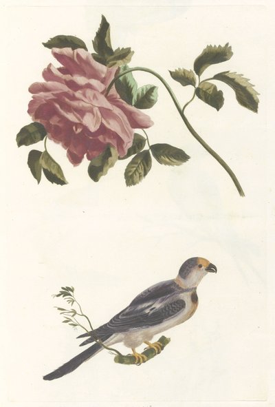 Rose et Perruche - Anonymous