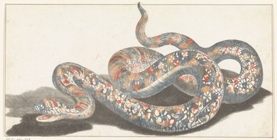 Serpent - Anonymous