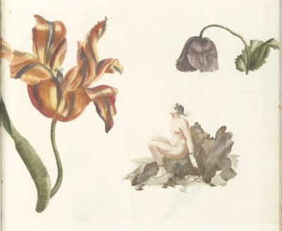 Tulipe, pavot et Andromède - Anonymous