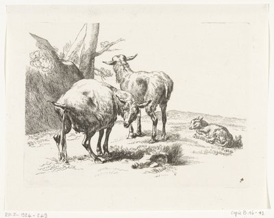 Deux chèvres debout et un chevreau (série Chèvres et moutons d