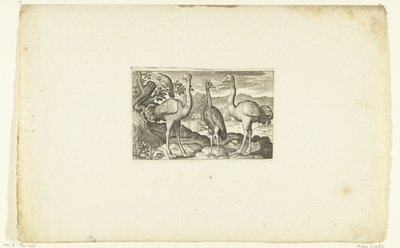 Deux autruches de part et d