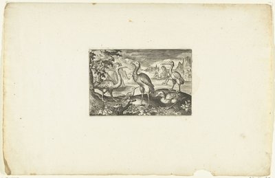 Cinq oiseaux - Anonymous