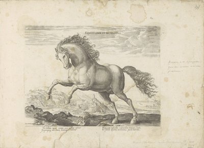Cheval sauvage - Anonymous