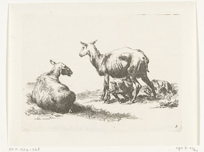 Mouton allaitant avec deux agneaux (Geiten en schapen naar N.P. Berchem) - Anonymous
