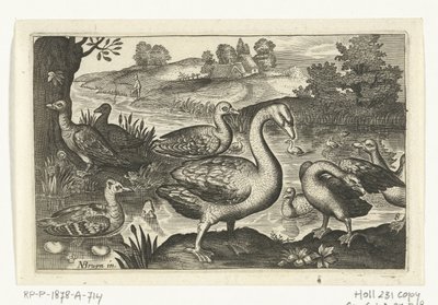 Cygne et oies et canards - Anonymous