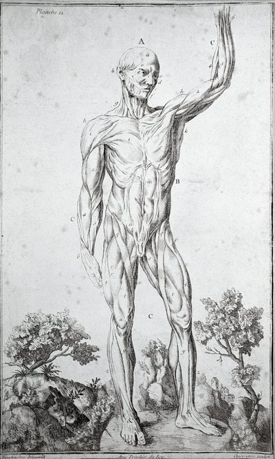 Étude anatomique du système musculaire humain - Anonymous Anonymous