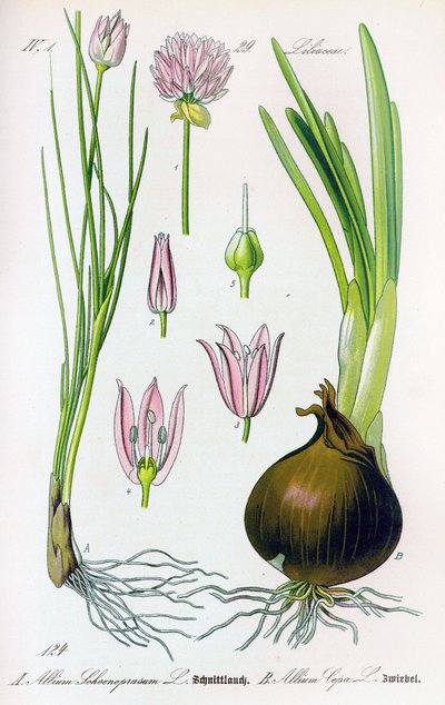Planche botanique : Allium schoenoprasum (ciboulette) et allium cepa (oignon). Planche 29. Collection privée - Anonymous Anonymous