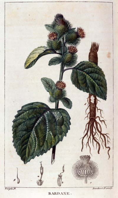 Planche botanique : bardane (arctium). Gravure en couleur du 19e siècle. - Anonymous Anonymous