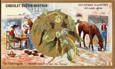 La Châtaigne: remède contre la toux des chevaux. Gravure (chromo). Chromolithographie publicitaire pour les chocolats Guérin-Boutron, fin XIXe siècle. Série botanique illustrée. - Anonymous Anonymous