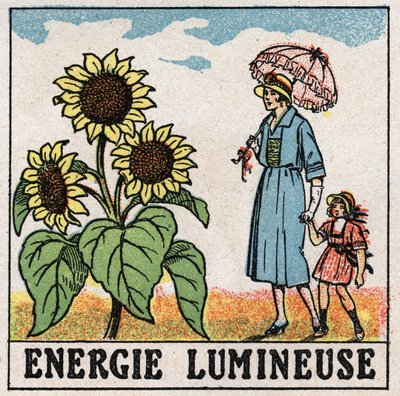Énergie lumineuse : le tournesol est influencé par la lumière du soleil. Illustration anonyme de 1925. Collection privée. - Anonymous Anonymous