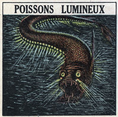 Phosphorescence: poisson lumineux. Illustration anonyme de 1925. Collection privée. - Anonymous Anonymous