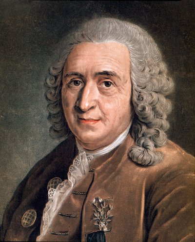 Portrait de Charles Linné (Carl von Linné, Linnéus 1707 - 1778), naturaliste suédois. Peinture anonyme. 18ème siècle. Milan, collection privée - Anonymous Anonymous