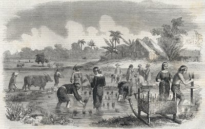 Culture du riz à Manille aux Philippines en 1864. Gravure anonyme. Collection privée. - Anonymous Anonymous