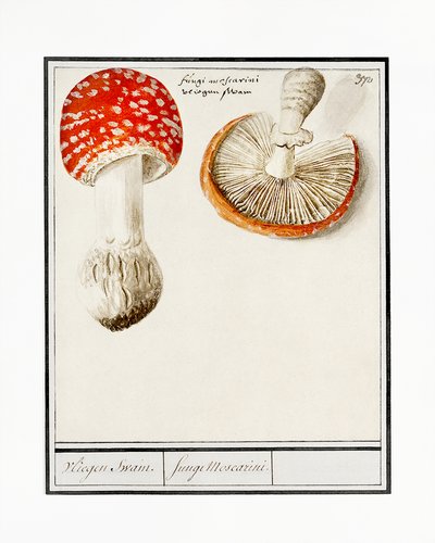 Amanite tue-mouche, Amanita muscaria - Anselmus Boëtius de Boodt