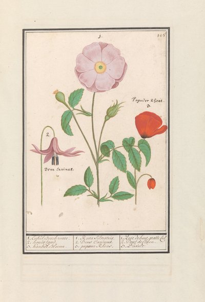 Hondstand (Erythronium), rose sauvage (Rosa) et un coquelicot (Papaver) - Anselmus Boëtius de Boodt