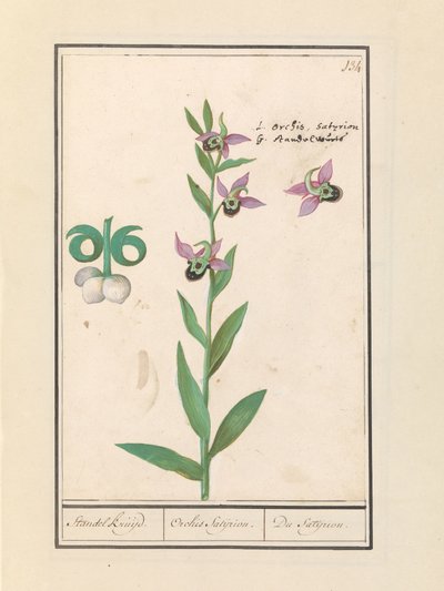 Orchidée bourdon rieur (Ophrys bombyliflora) et anémones (Anemone) - Anselmus Boëtius de Boodt