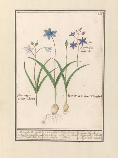 Sterhyacint (Scilla) 1. Witte gesternde hijacint. 2. Twee blaerigen hijacint. 3. gesternden hijacint. / 1. hijacinthus Stellaris albicans 2. hijacinthus bifolius theophrasti 3. hyacinthus Stellaris. / 1. hijacinthe Étoilée 2. hyacinthe à 2 feuilles 3 hijac - Anselmus Boëtius de Boodt