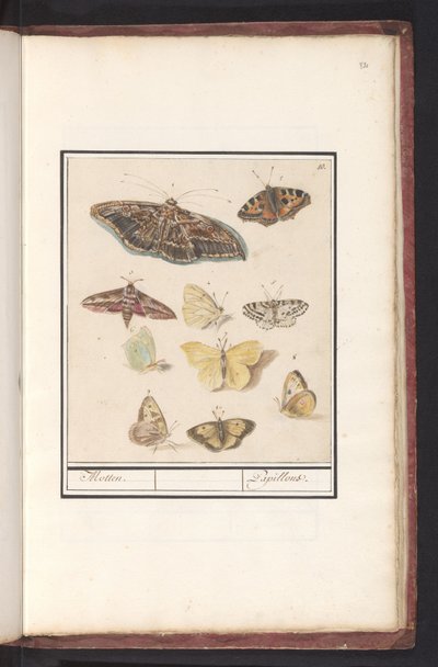 Papillons et mites - Anselmus Boëtius de Boodt