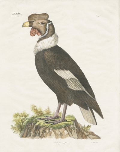 Condor des Andes (lithographie coloriée à la main) - Anstalt Arnz & Co.