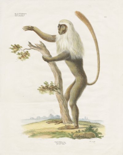 Lutung argenté dans un arbre (lithographie coloriée à la main) - Anstalt Arnz & Co.